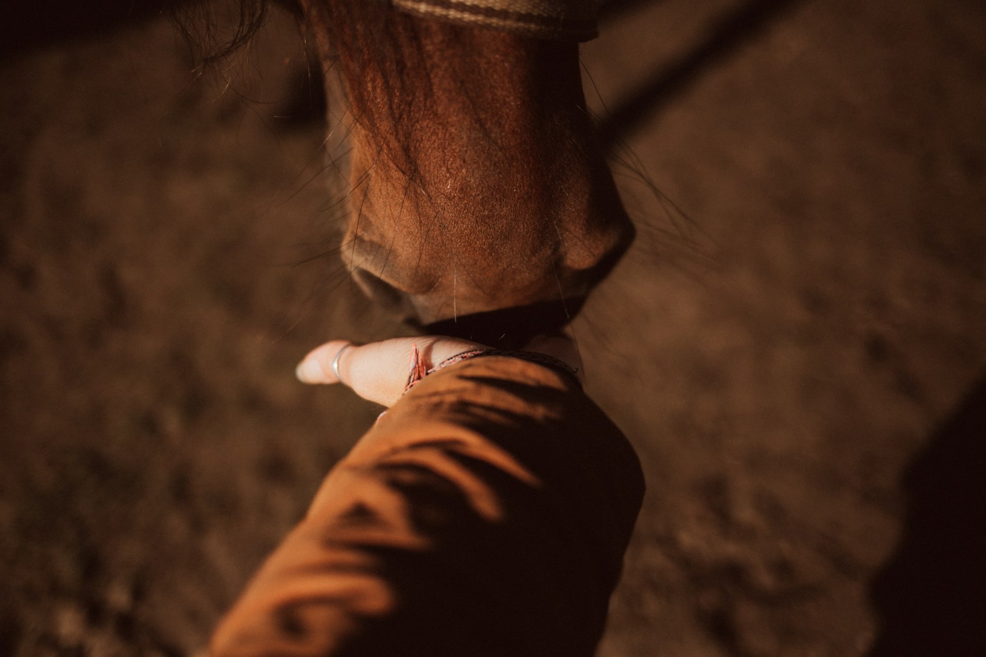 Paardencoaching